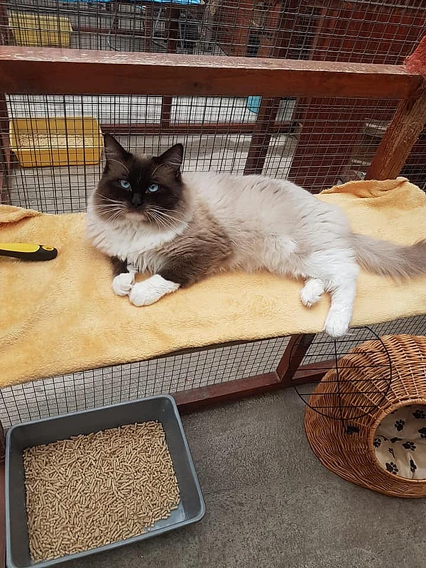 Cat at Earls Farm Cattery